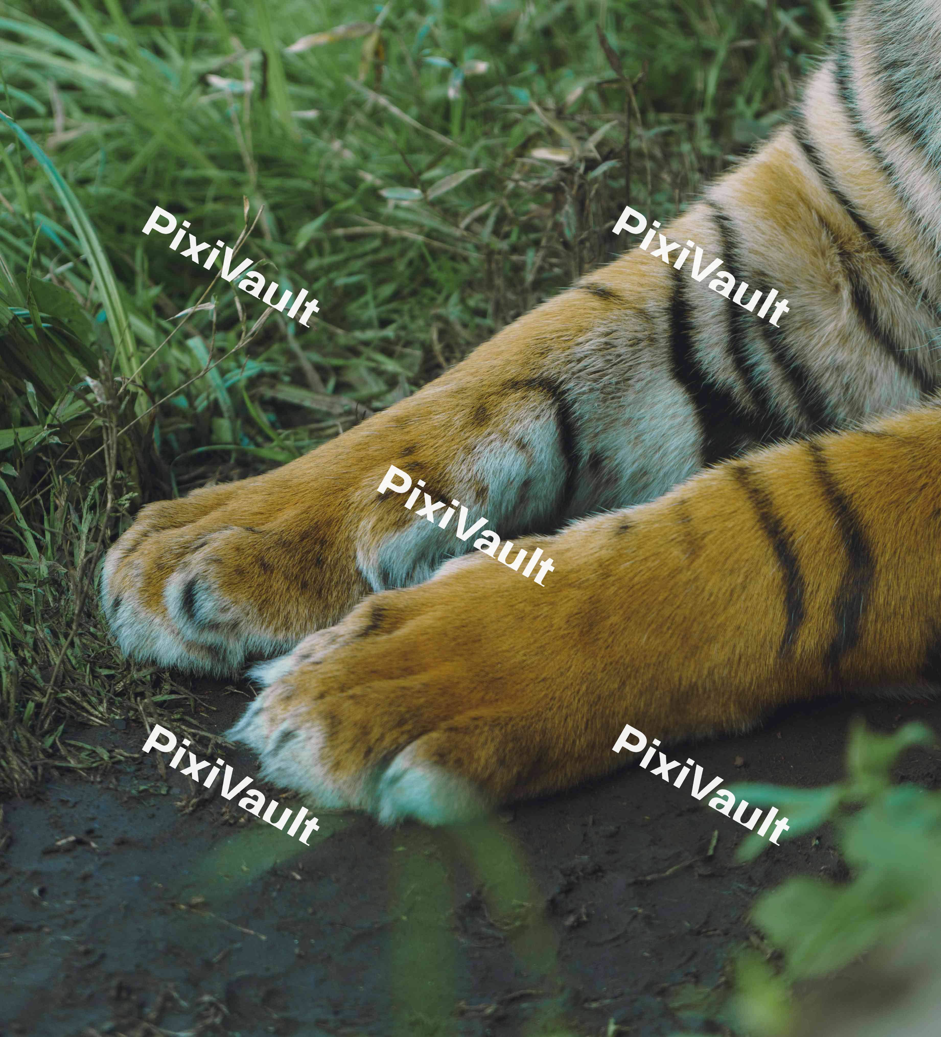 Tiger Paws